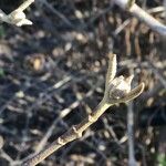 Viburnum buddleifolium পাতা