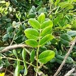 Sophora tomentosa Folha