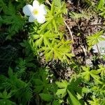 Anemone canadensis Leaf