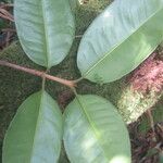 Spachea correae Leaf