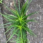 Lilium formosanum Blatt