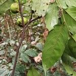 Diospyros polystemon Yaprak