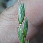 Danthonia decumbens Květ