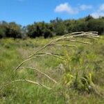 Paspalum urvillei Blodyn