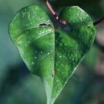 Ipomoea tiliacea Leht