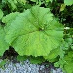 Petasites hybridus Leaf