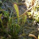 Drosera anglica Alkat (teljes növény)