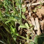 Legousia hybrida Leaf