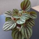 Peperomia albovittataLeaf