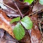 Rubus hispidus Φύλλο