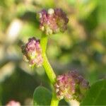 Oxybasis chenopodioides Flower