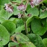 Petasites pyrenaicus Blüte