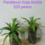 Pandanus amaryllifolius Folha