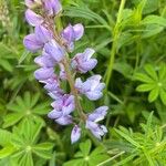 Lupinus perennis Blomst