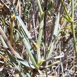 Bupleurum fruticescens Feuille