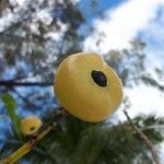 Hernandia nymphaeifolia Плод
