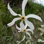 Narcissus obsoletus Flor