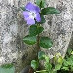 Vinca major Habit