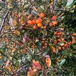 Pyracantha coccinea फल