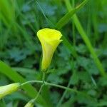 Oxalis pes-caprae Çiçek