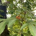 Aesculus indica Fruit