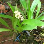 Polystachya odorata Habit