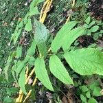 Astilbe rivularis Folio