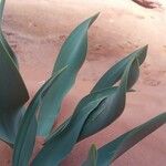 Agave guiengola Blad