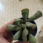 Adromischus cooperi Lapas