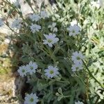 Cerastium tomentosum Квітка