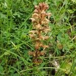 Orobanche lutea Bloem