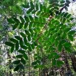 Caesalpinia echinata برگ