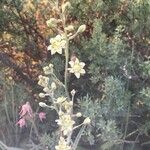 Anticlea elegans Fiore