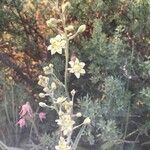 Anticlea elegans Flower