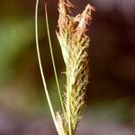 Carex borbonica പുഷ്പം