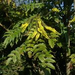 Berberis japonica Blodyn