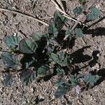 Boerhavia coulteri Blad