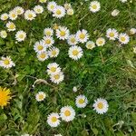 Bellis perennis花