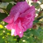 Rosa × damascena Flower