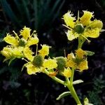Ruta chalepensis Flor