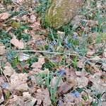 Scilla bifolia Kvet