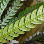 Blechnum obtusatum Leaf