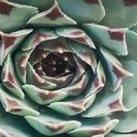 Sempervivum calcareum Лист