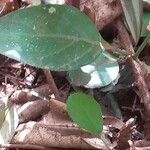 Barleria ventricosa Leaf