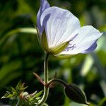 Geranium pratense Λουλούδι