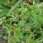 Lepidium didymum 葉