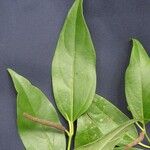 Piper asymmetricum Other