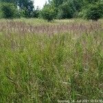 Calamagrostis canescens Цвят