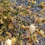 Centaurea diffusa Flor