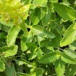 Teucrium arduini Лист